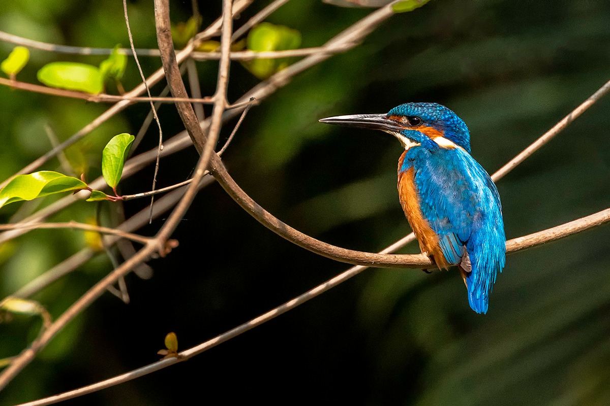 Blue bird in the wild