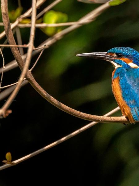 Blue bird in the wild