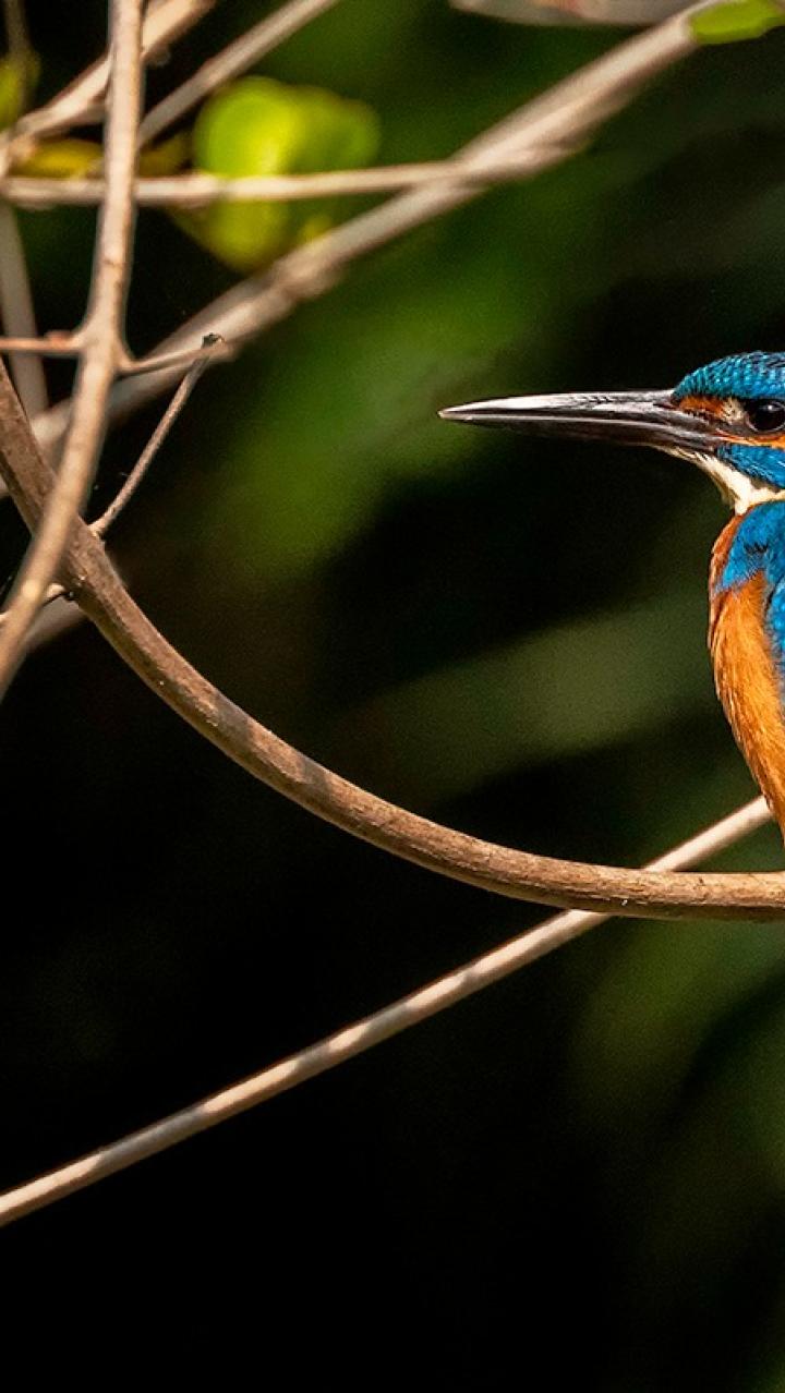 Blue bird in the wild