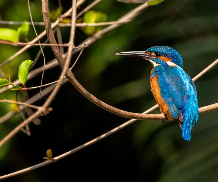 Blue bird in the wild