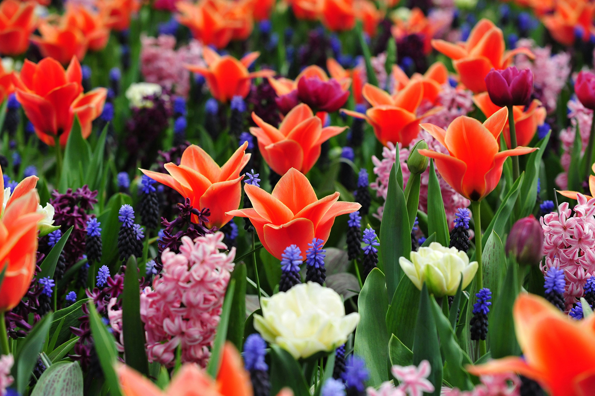 Harrogate Spring Flower Show