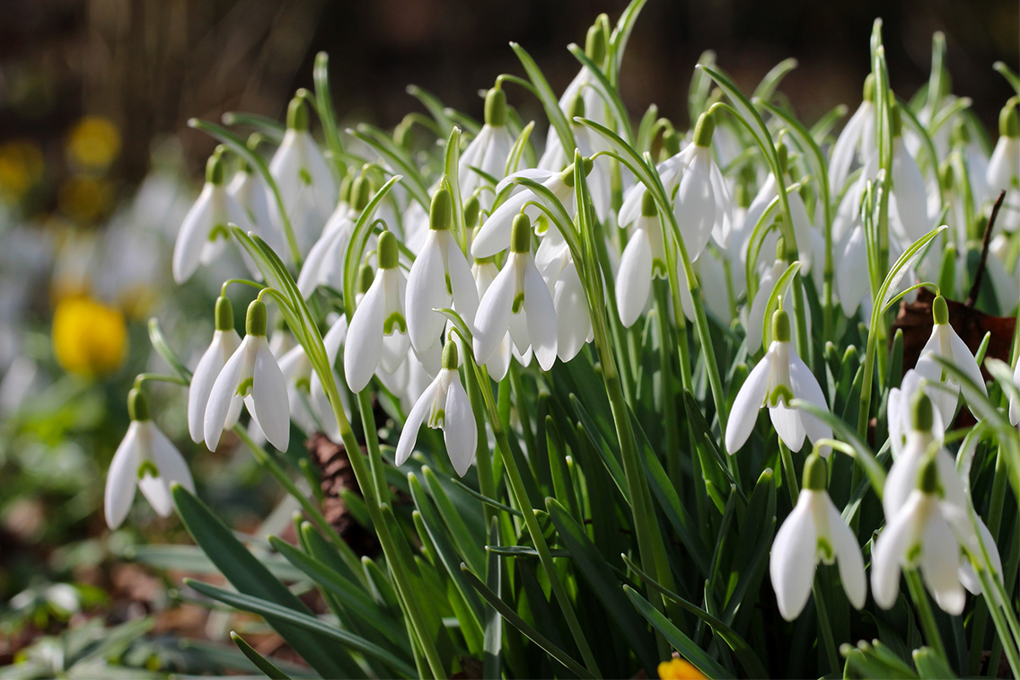 Easton Walled Gardens