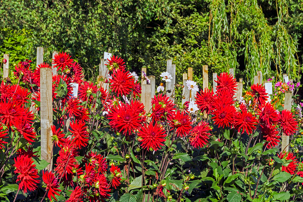 Barnsdale Gardens  Specacular Gardens all year 