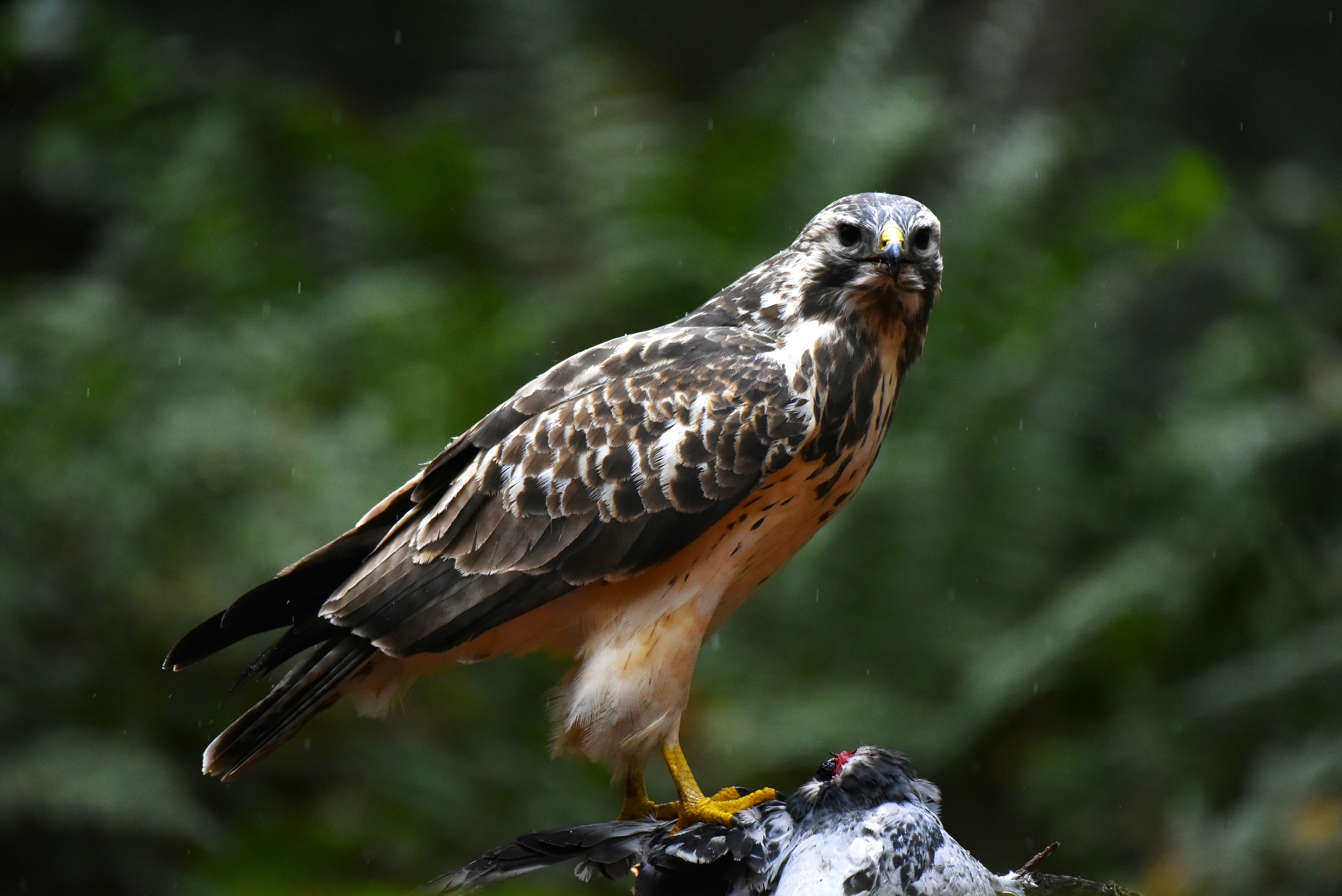 birdx