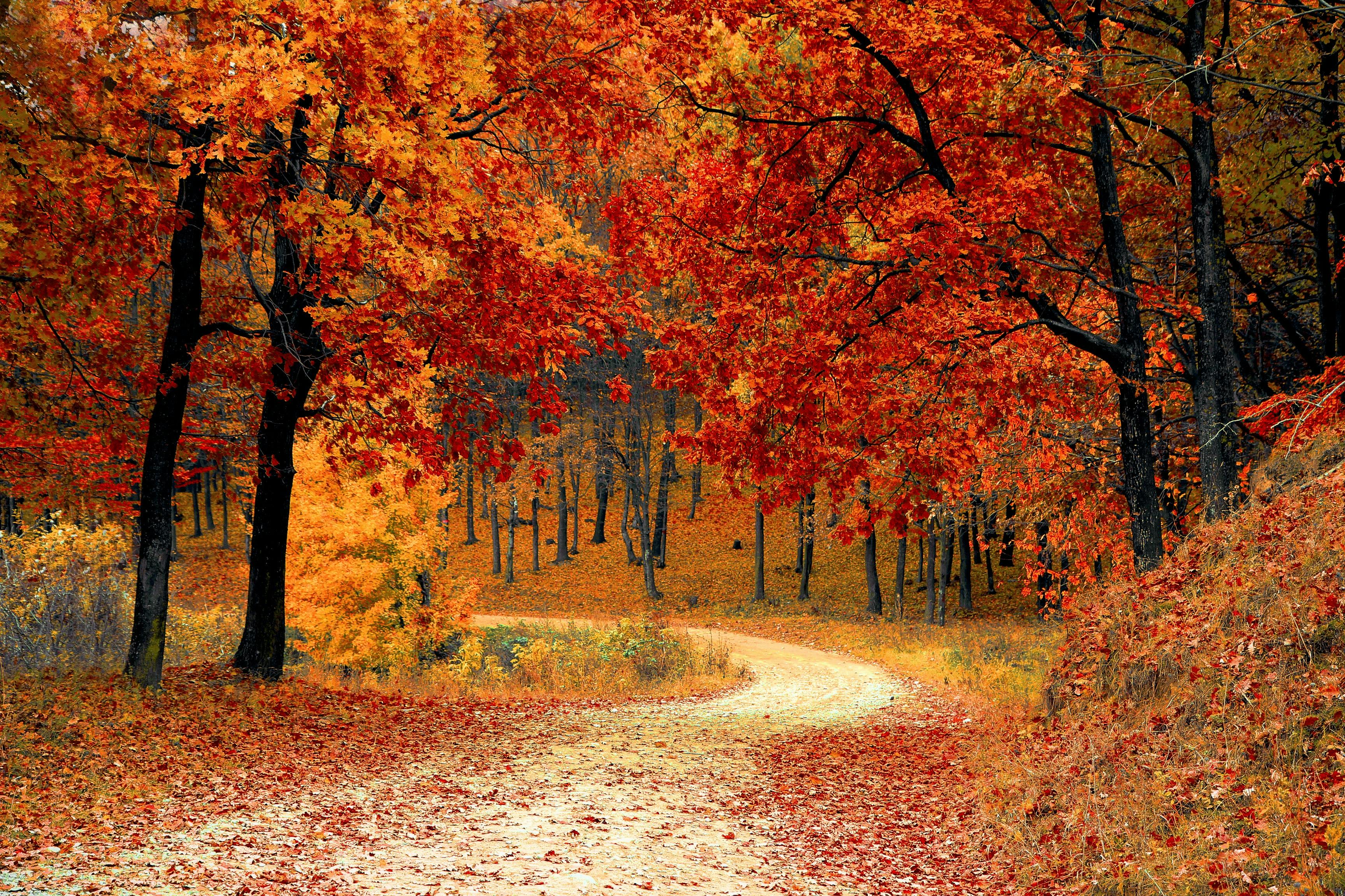autumnal setting