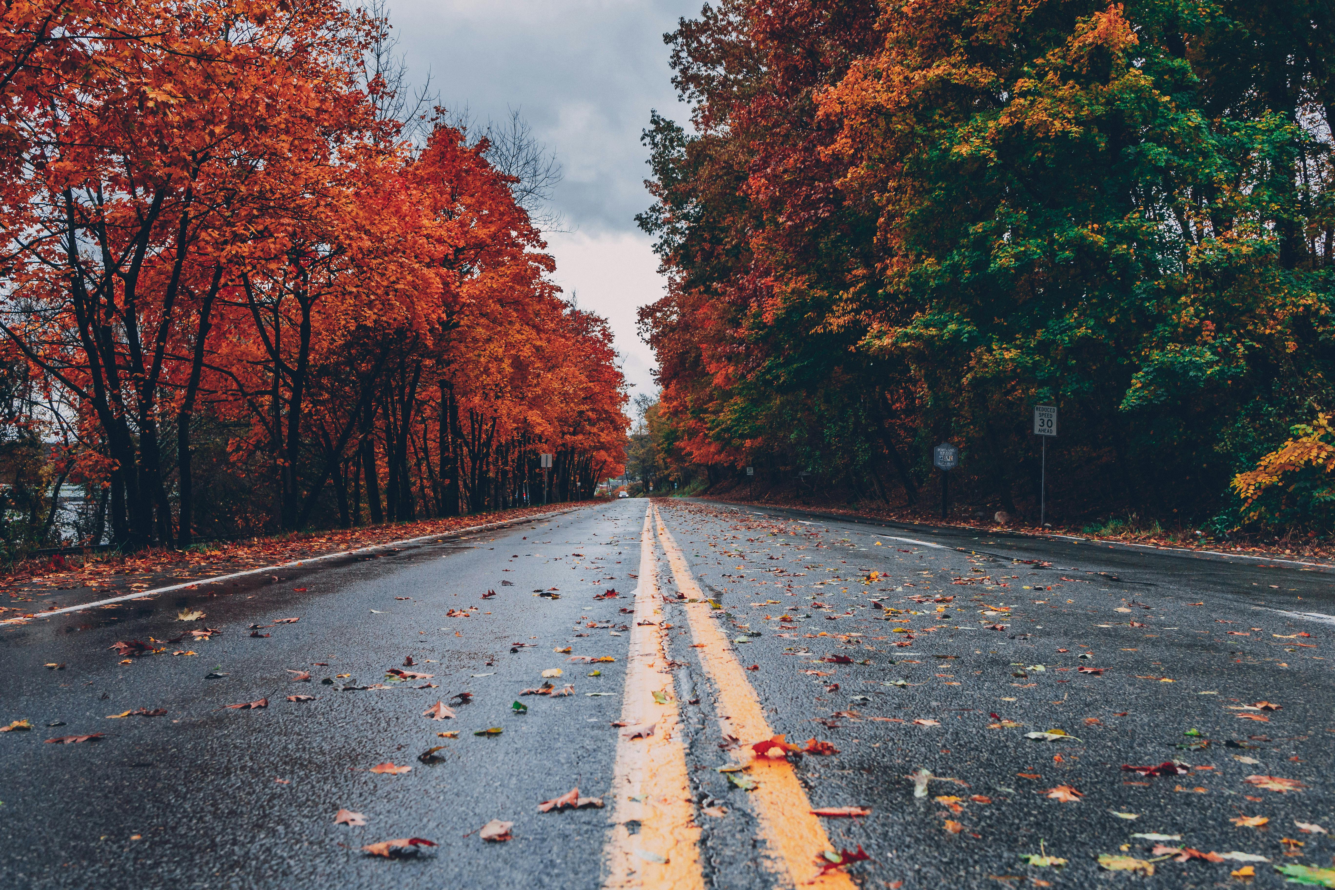 road with autumnal leaves