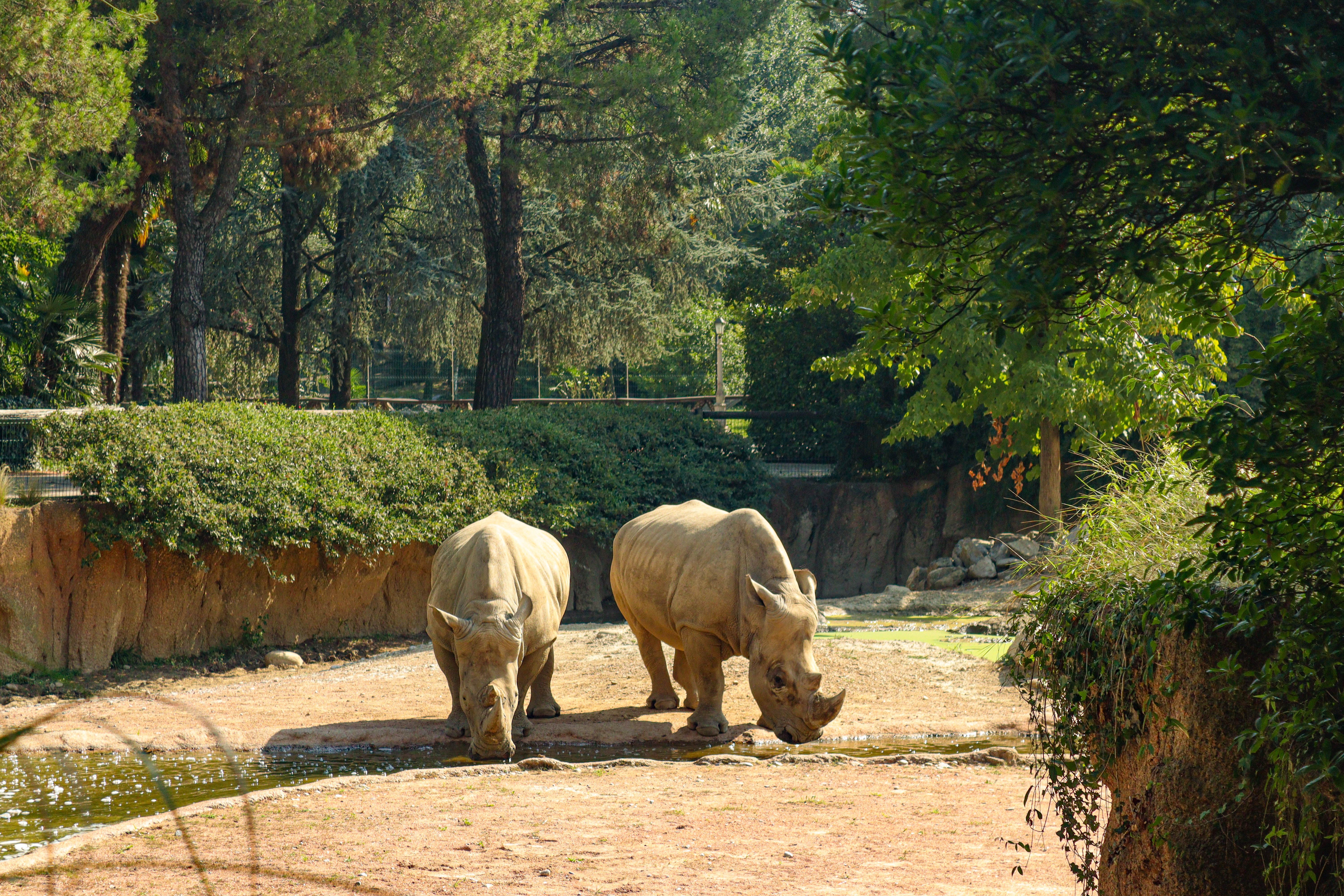 rhinos