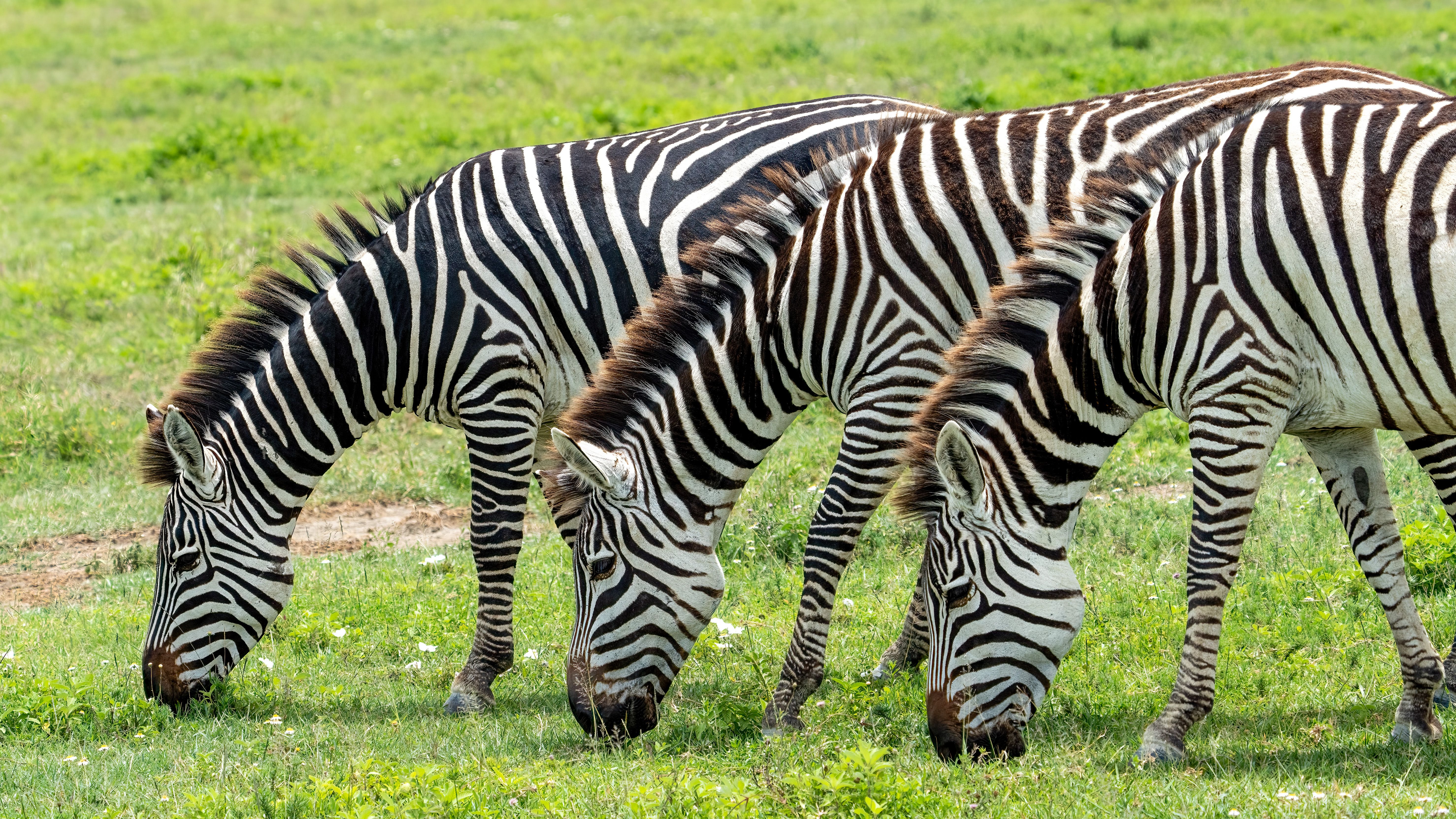 zebras