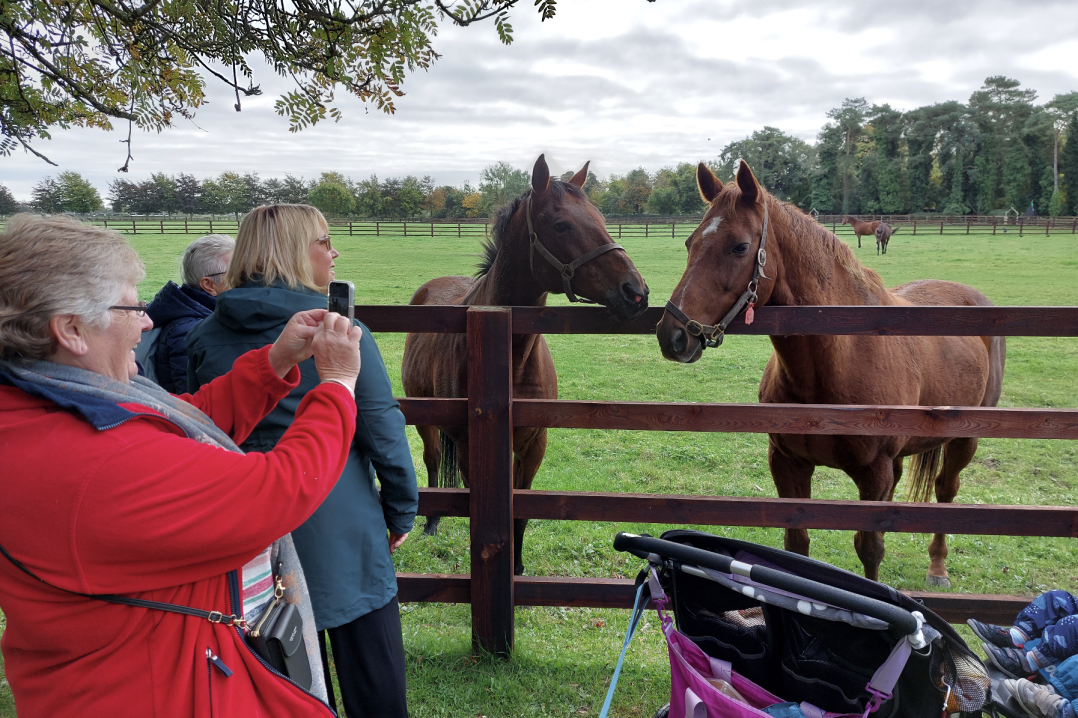 Bullocks Horses 
