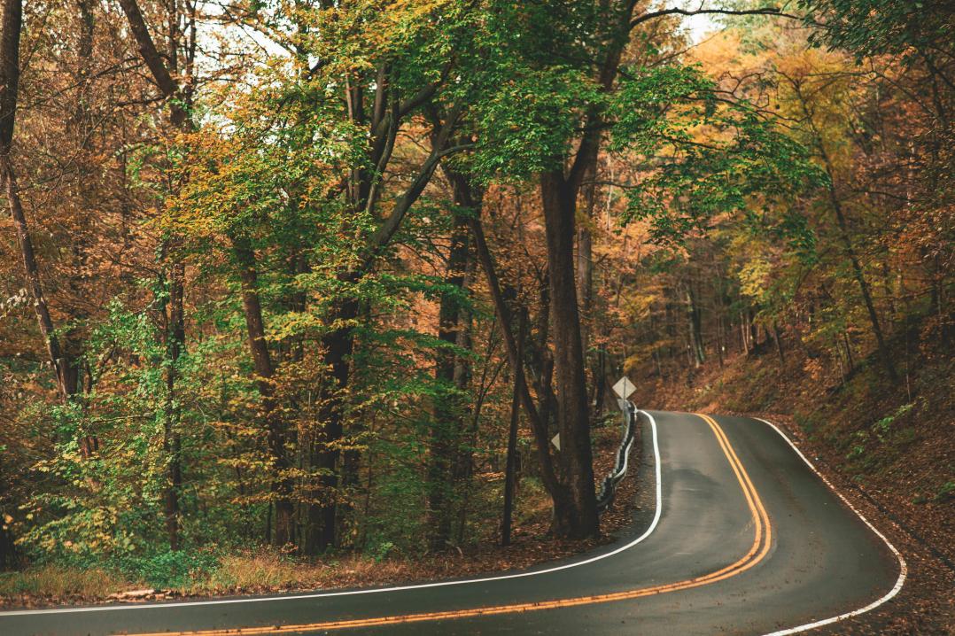 road with autumnal setting