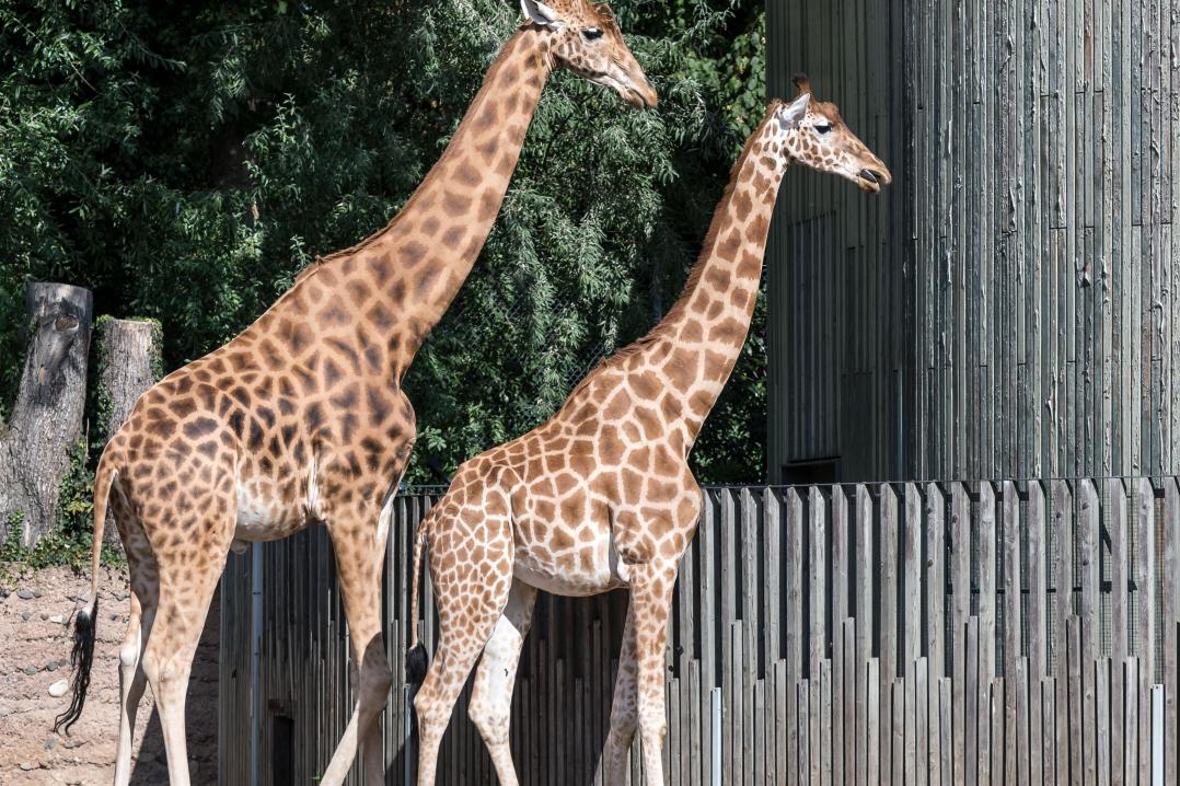 Giraffes