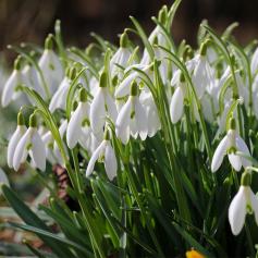 Explore England Easton Walled Garden