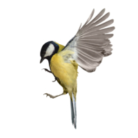 HURST bird