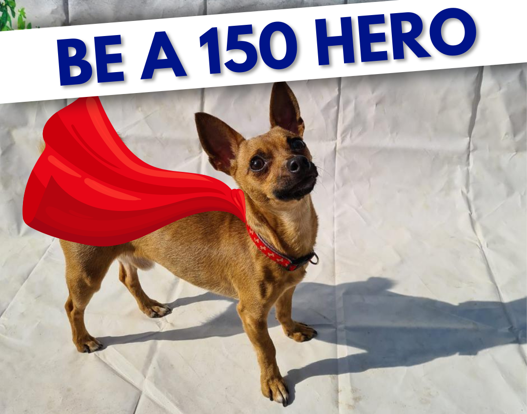 Hero dog