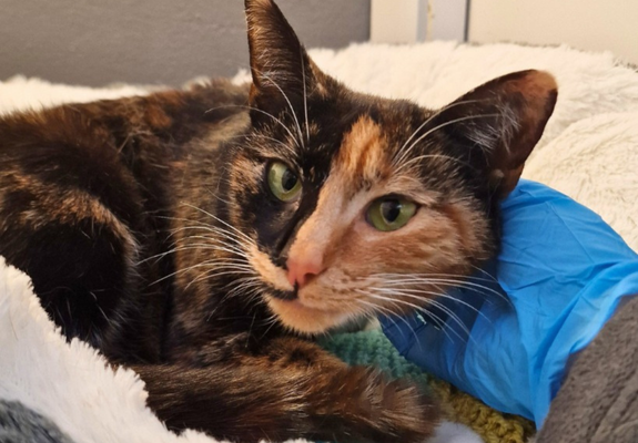 Jaffa, a tortie cat, is in her bed being comforted by a staff member