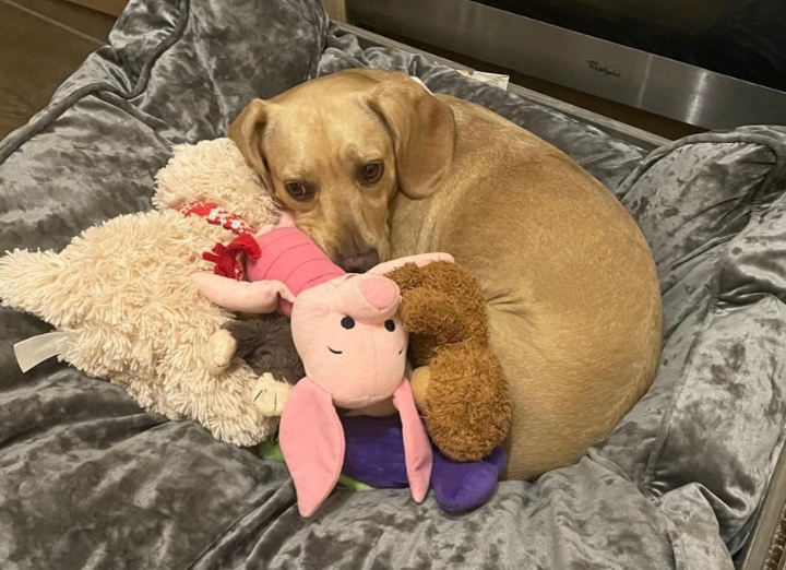 Lacey dog in her foster home