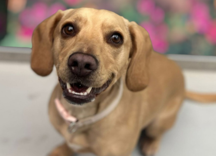 Lacey dog is looking for a new home