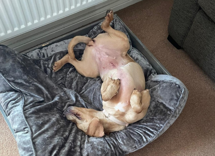 Lacey dog loving her bed in her foster home