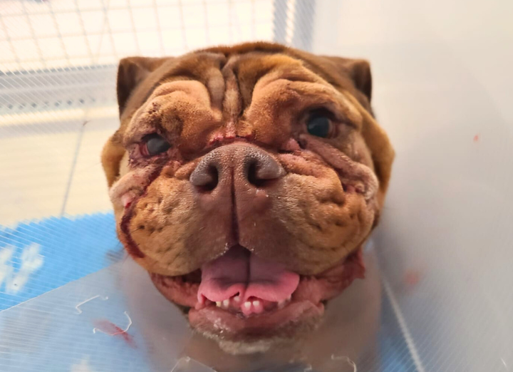 Margo after surgery. British Bulldog.