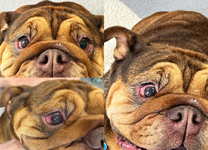 Margo before surgery. British Bulldog.