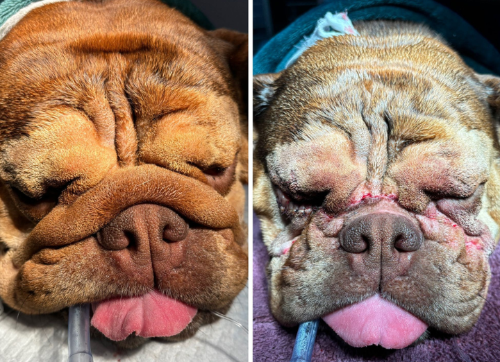 Margos face before and after surgery. British Bulldog.