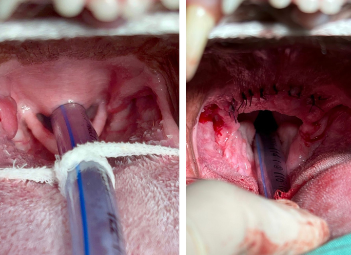 Margos windpipe before and after surgery. British Bulldog.