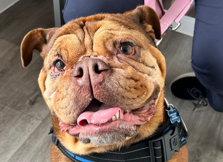 Margo recovered. British bulldog.
