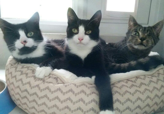 Three black and white rescue kittens sitting in a basket looking at the camera