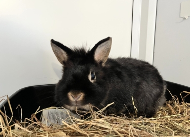 Domino
