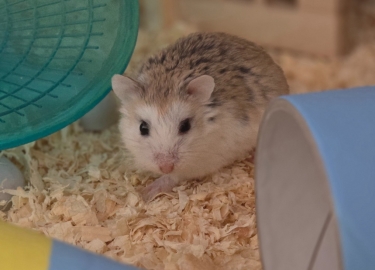 Pablo