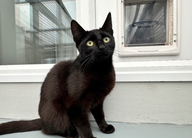 Pip