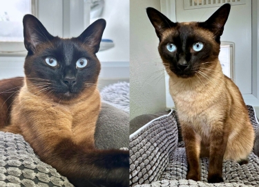 Cinnamon & Roll