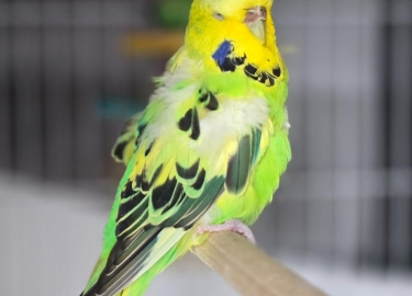Marsha