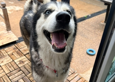 Elsa