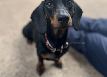 Dixie