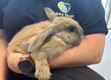 Parsley