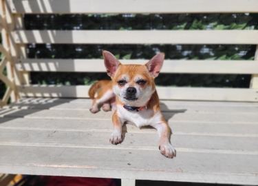 Coco