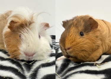 Maple & Willow