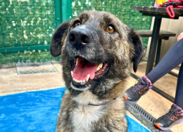 Cora