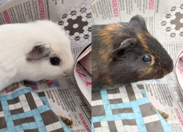 Hiccup & Ruffnut