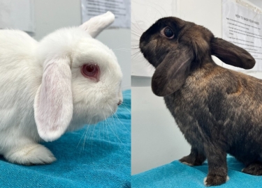 Matilda & Sebastian