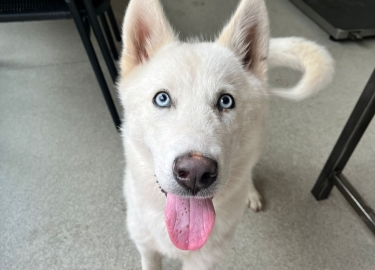 Koda