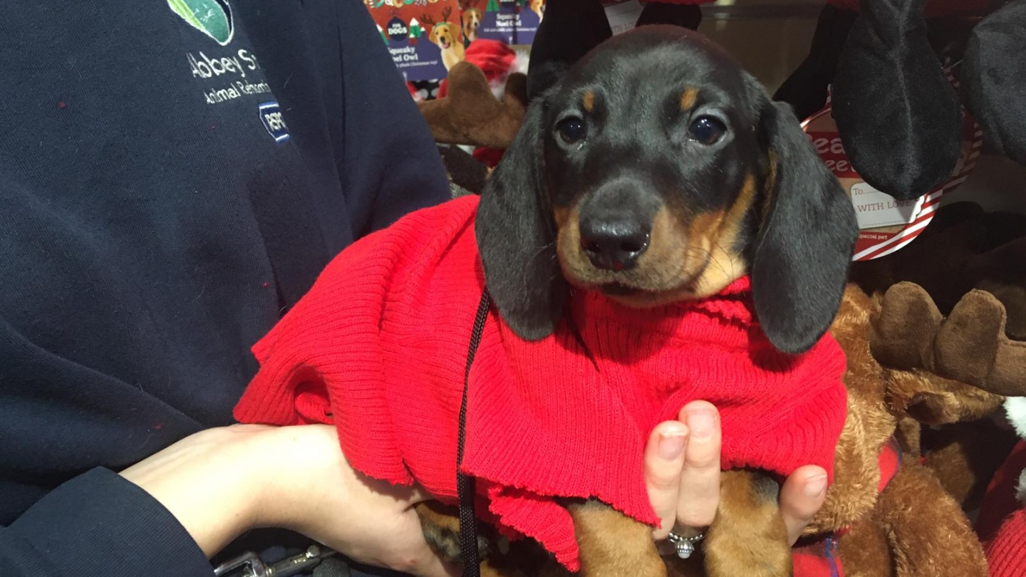 Dachshunds appeal update