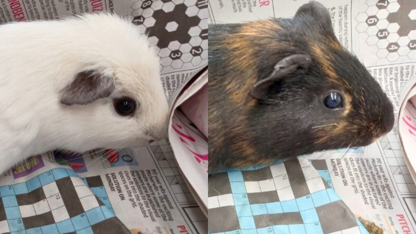Hiccup & Ruffnut