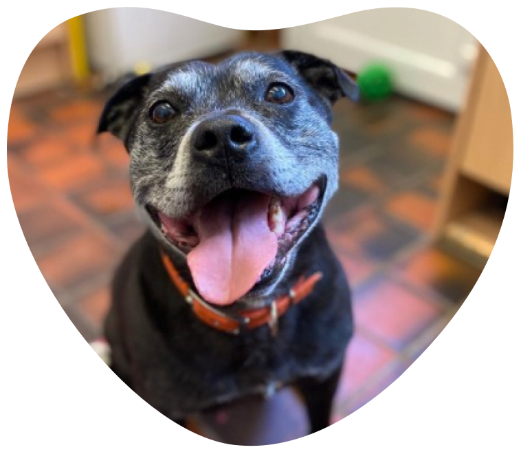 RSPCA Derby East Midlands Animal Rehoming Centre