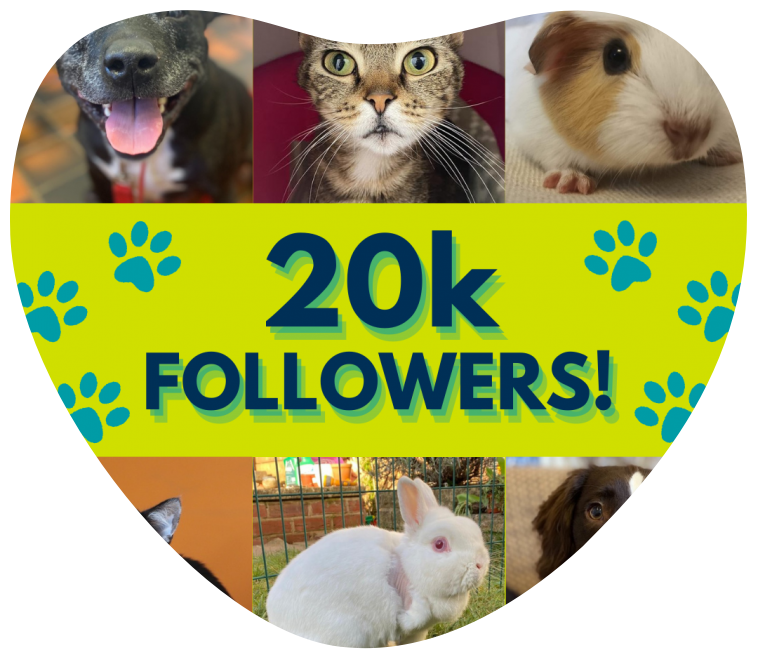 RSPCA Derby East Midlands Animal Rehoming Centre