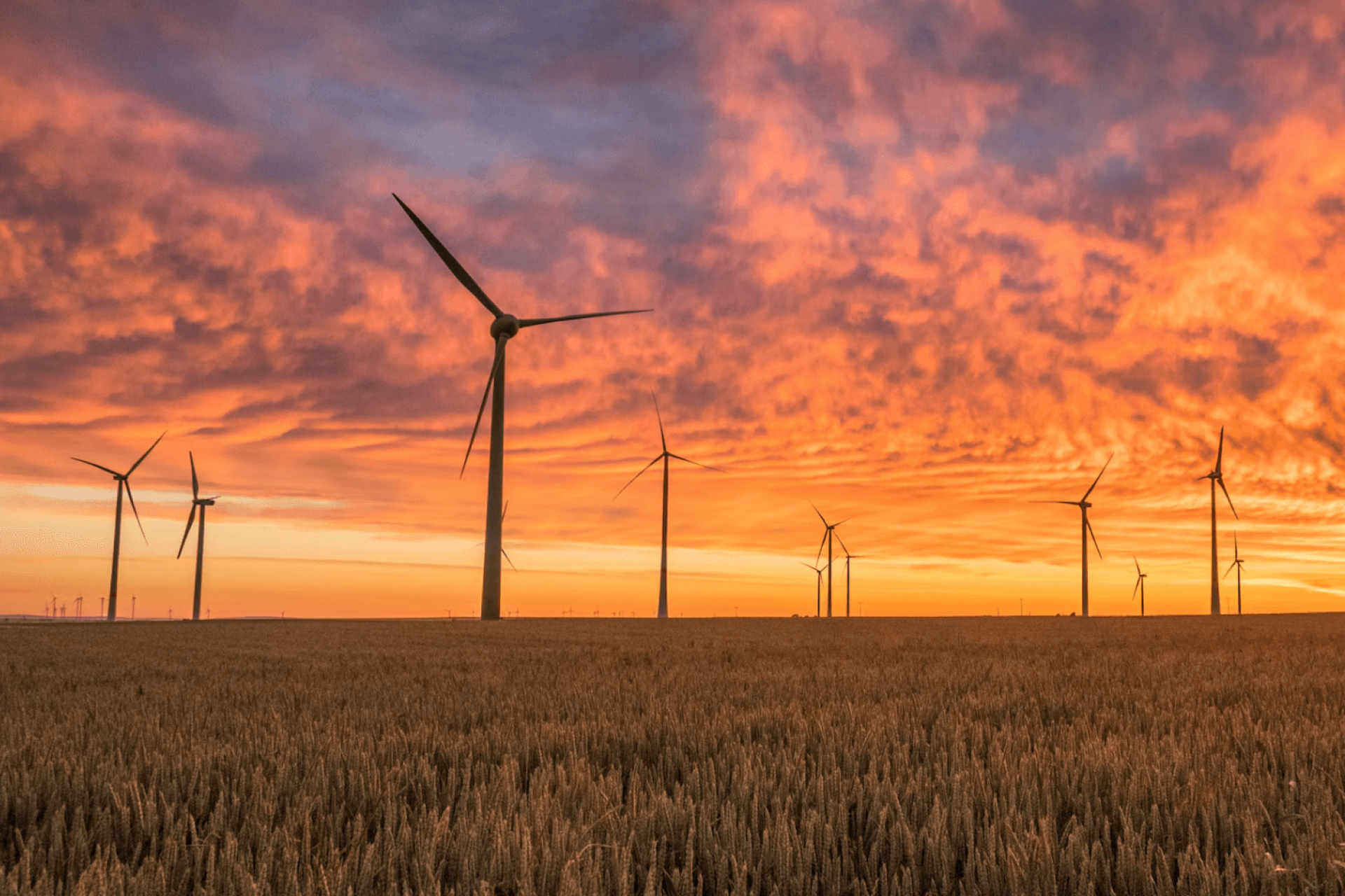 wind turbines in field